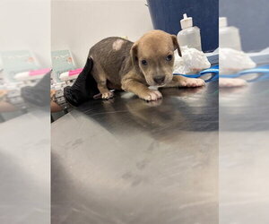 Labrador Retriever Dogs for adoption in Corpus Christi, TX, USA