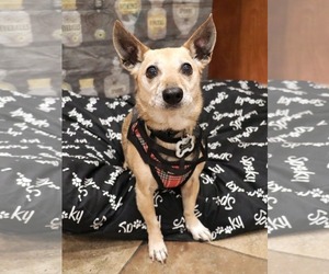 Chihuahua-Unknown Mix Dogs for adoption in Victorville, CA, USA