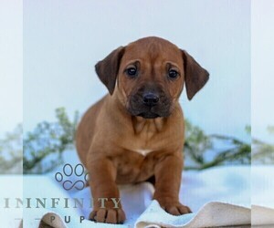 Rhodesian Ridgeback Puppy for sale in GORDONVILLE, PA, USA