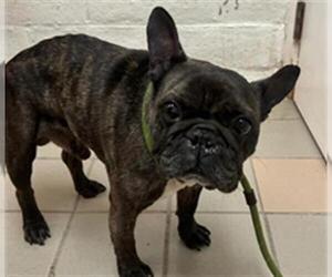 French Bulldog Dogs for adoption in Santa Maria, CA, USA