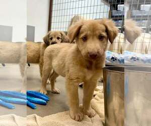 Wink - Female Anatolian Shepherd-Golden Retriever Mix Dog for Adoption - Photo #4