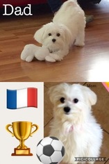 Father of the Maltese puppies born on 06/01/2018