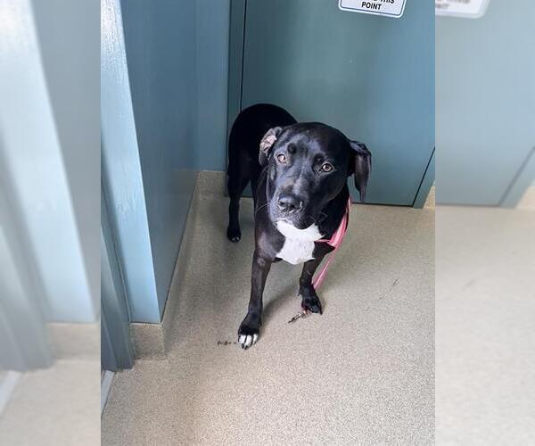 Medium Photo #1 Labrador Retriever-Unknown Mix Puppy For Sale in Newton, NC, USA