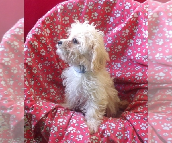 Medium Photo #4 Cavachon Puppy For Sale in PATERSON, NJ, USA