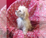 Small #3 Cavachon