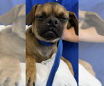 Small Pug Mix