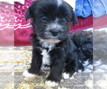 Puppy Dahlia ShihPoo