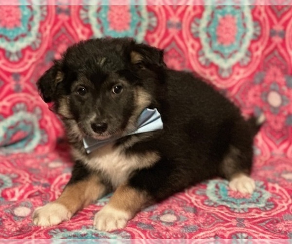 Medium Photo #1 Border Collie-Golden Retriever Mix Puppy For Sale in LANCASTER, PA, USA