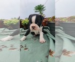 Small #3 Boston Terrier