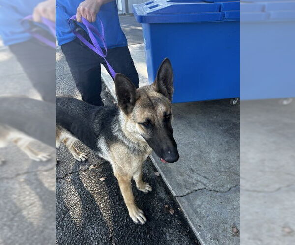 Medium Photo #1 German Shepherd Dog Puppy For Sale in San Bernardino, CA, USA