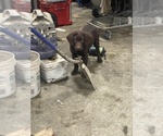 Small #8 Labrador Retriever