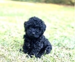 Small Photo #5 Maltipoo Puppy For Sale in CANTON, GA, USA