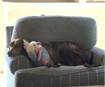 Small #3 Doberman Pinscher-Great Dane Mix