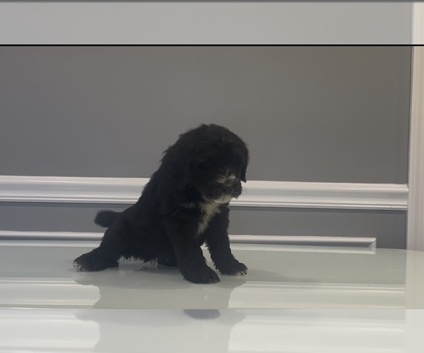 Medium Photo #55 Bernedoodle-Labradoodle Mix Puppy For Sale in MILFORD, NJ, USA