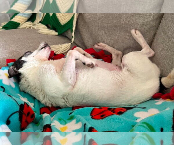 Medium Photo #24 Chihuahua-Unknown Mix Puppy For Sale in Boonton, NJ, USA