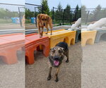 Small #5 Plott Hound Mix