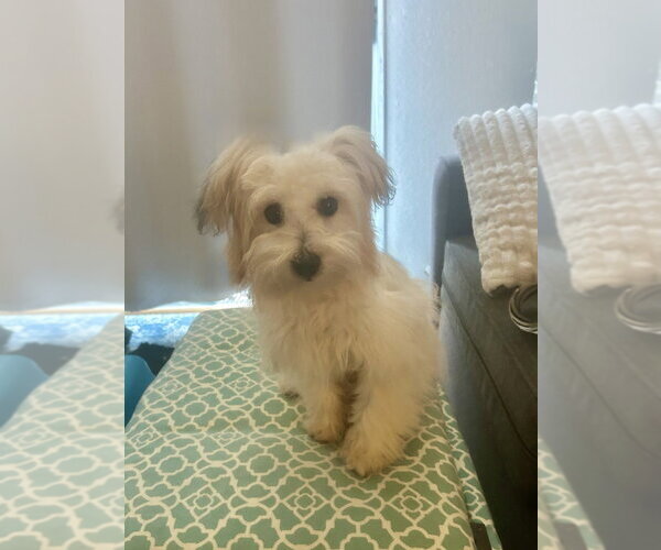 Medium Photo #2 Maltipoo (Miniature) Puppy For Sale in Pacifica, CA, USA