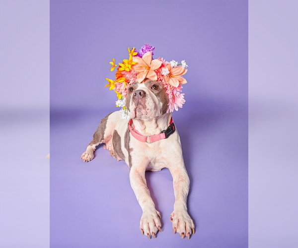 Medium Photo #1 American Staffordshire Terrier Puppy For Sale in Fort Lauderdale, FL, USA