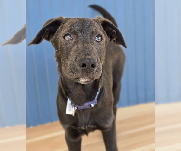Medium Photo #10 Labrador Retriever-Unknown Mix Puppy For Sale in Lakewood, CO, USA