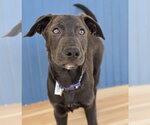 Small #9 Labrador Retriever Mix