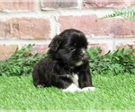 Small #1 Shih Tzu