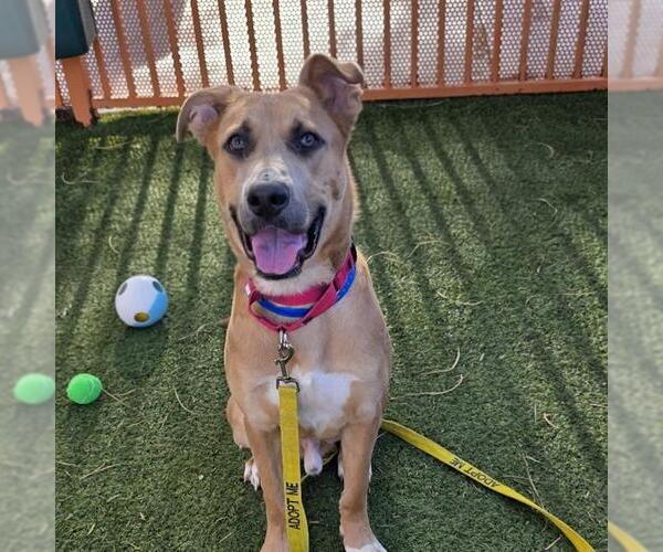 Medium Photo #2 German Shepherd Dog-Unknown Mix Puppy For Sale in Las Vegas, NV, USA
