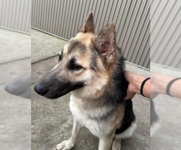 Medium Photo #1 German Shepherd Dog Puppy For Sale in Sacramento, CA, USA