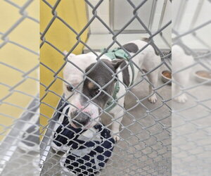 Mutt Dogs for adoption in Temple, TX, USA