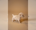 Puppy Puppy 5 Poodle (Toy)-ShihPoo Mix