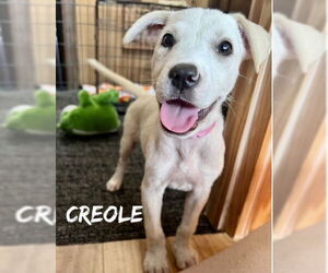Catahoula Leopard Dog-Unknown Mix Dogs for adoption in Oakhurst, NJ, USA