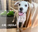 Small Catahoula Leopard Dog Mix