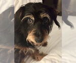 Small #3 Dachshund