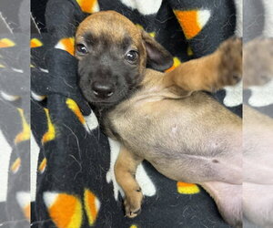 Vespa - Female Mutt Dog for Adoption