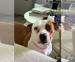 Small #4 American Pit Bull Terrier Mix