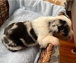 Small Photo #3 Australian Shepherd Puppy For Sale in LEBANON, IN, USA