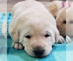 Small #39 Labrador Retriever