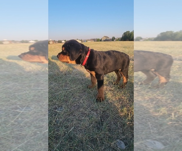 Medium Photo #1 Rottweiler Puppy For Sale in BELGRADE, MT, USA
