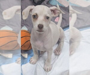 Armani - Female Mutt Dog for Adoption - Photo #5