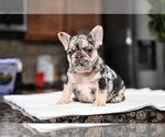Puppy Puppy 4 French Bulldog