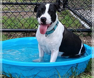 MULAN - Female American Pit Bull Terrier-Unknown Mix Dog for Adoption - Photo #3