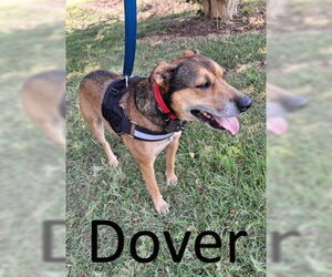 Dover - Male Bull Terrier-Unknown Mix Dog for Adoption - Photo #6