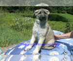 Small #2 German Shepherd Dog