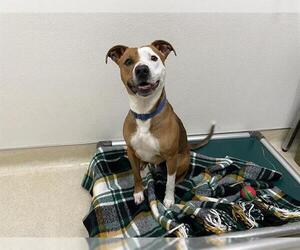 Mutt Dogs for adoption in McKinleyville, CA, USA