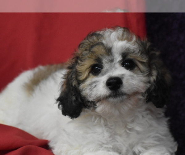 Medium Photo #3 Bichpoo Puppy For Sale in ELDORADO, OH, USA