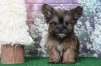 Small Shorkie Tzu