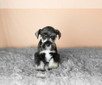 Small Photo #14 Schnauzer (Miniature) Puppy For Sale in MILLERSBURG, IN, USA