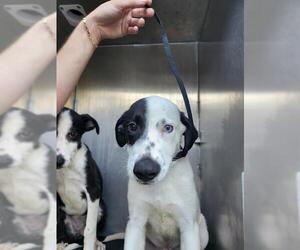 Border Collie-Unknown Mix Dogs for adoption in San Antonio, TX, USA