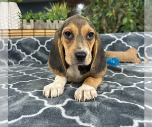 Beagle Puppy for sale in GREENFIELD, IN, USA