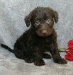 Small Photo #1 Labradoodle Puppy For Sale in FREDERICKSBG, OH, USA