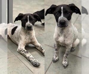 Pointer-Unknown Mix Dogs for adoption in San Antonio, TX, USA